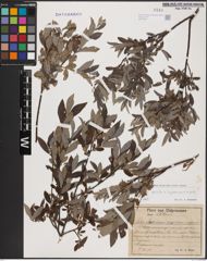 Foto von Salix aurita L. x Salix lapponum L. x Salix repens L.